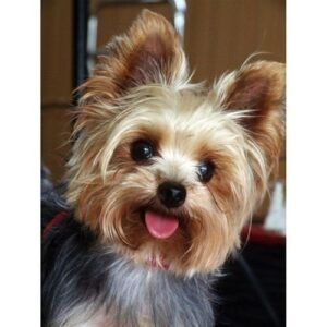 Diy 5D Diamond Painting Dog Animal Mosaic Picture