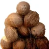 Coconut x12