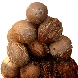 Coconut x12