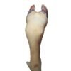 Cow Leg - x1 - Cut Up