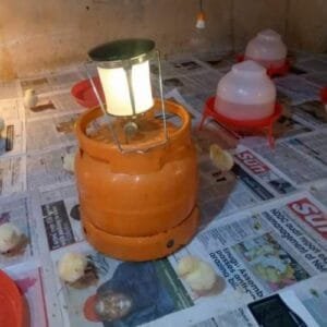 Gas Lantern -- For Modern Poultry Brooding -- House Warming