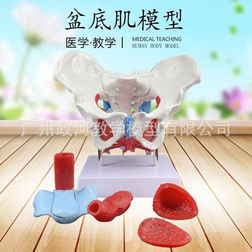 Female pelvic muscle model and pelvic floor muscle model uterus model pelvic delivery and midwifery